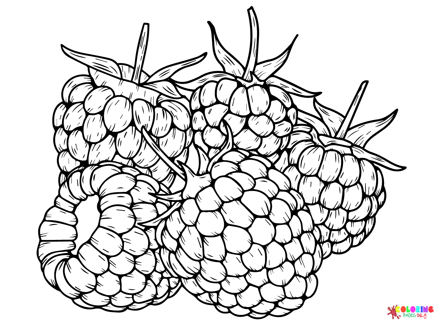 Drawing Blackberry Coloring Page