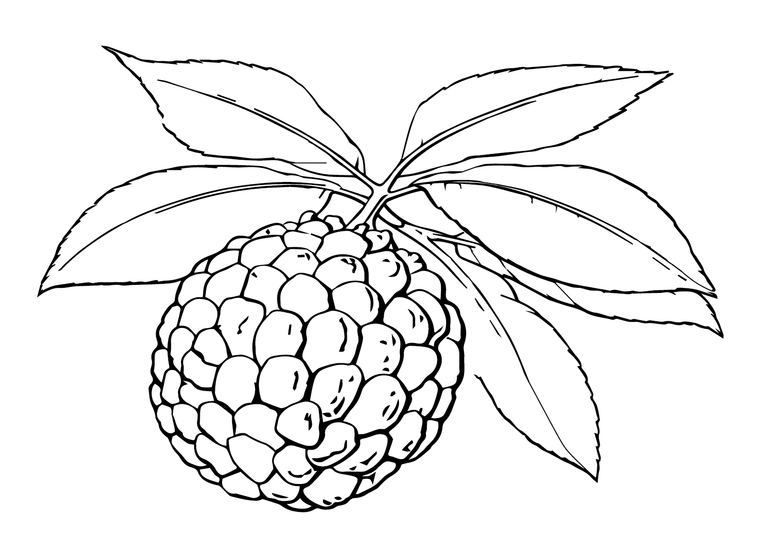 Drawing Custard Apple from Custard Apple