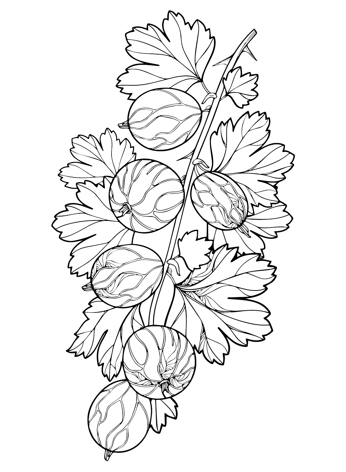 Drawing Gooseberry Coloring Page