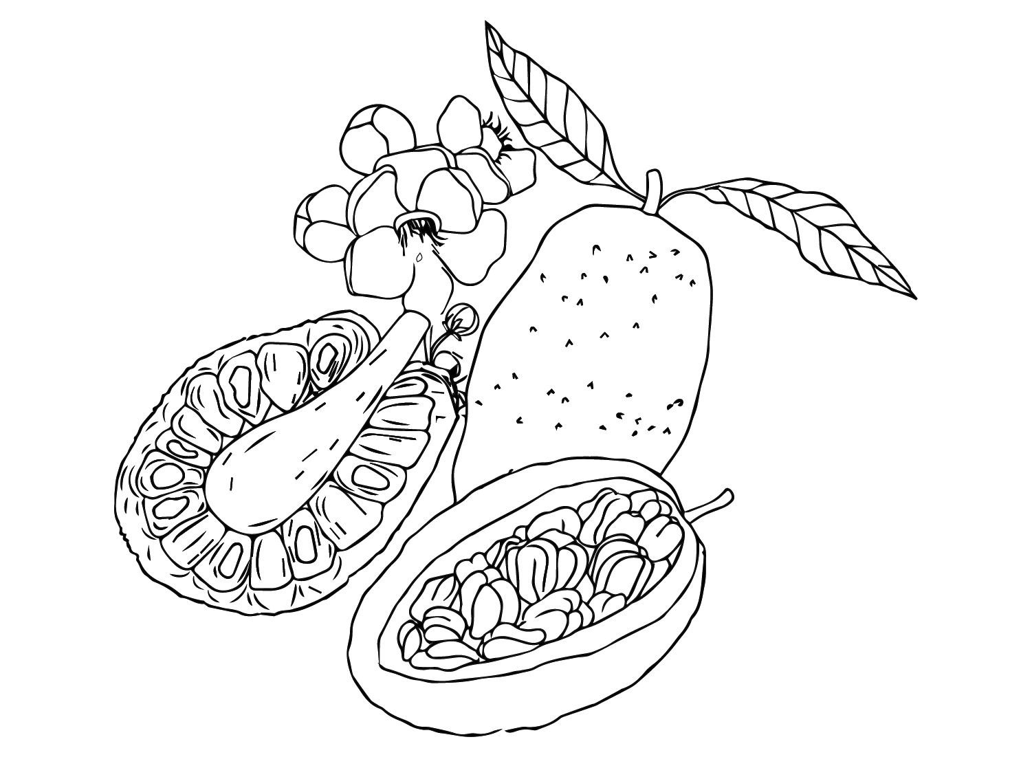 Drawing Jackfruit from Jackfruit