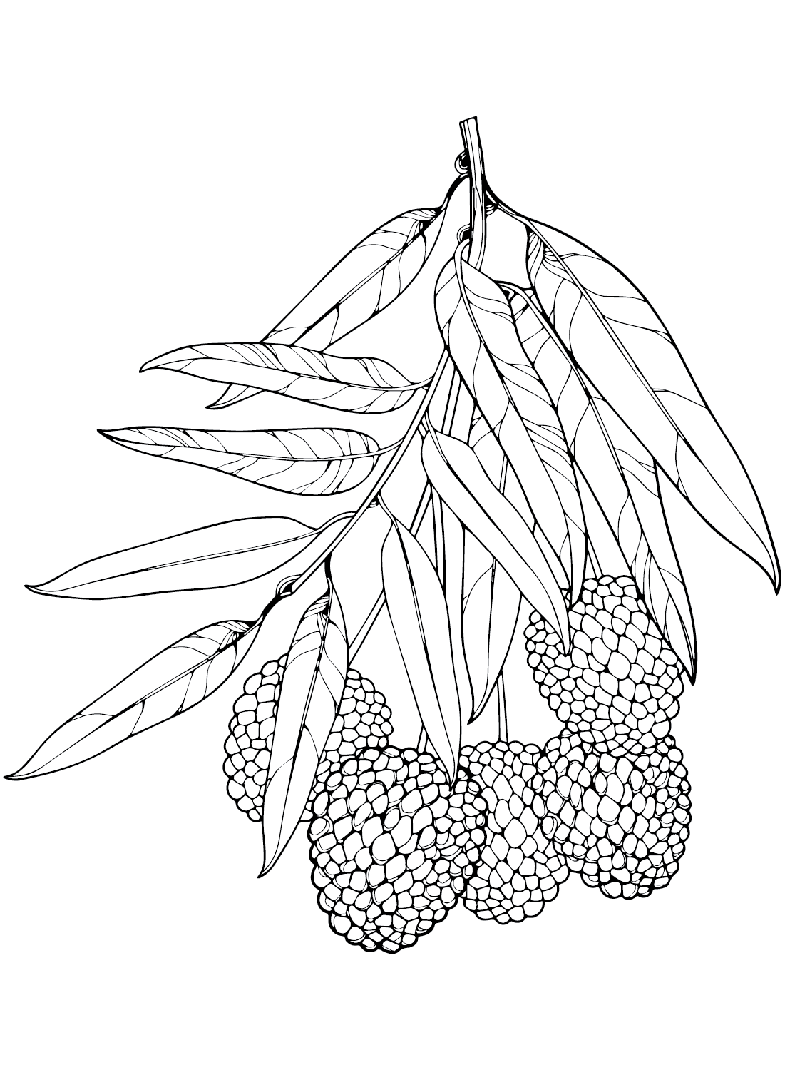 Drawing Lychee Coloring Page
