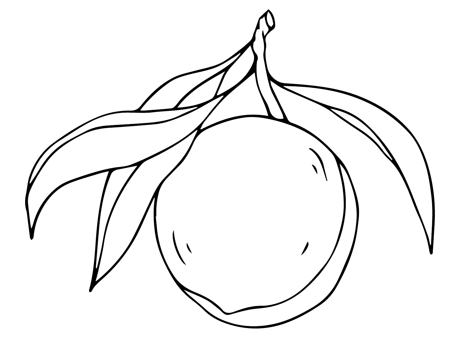Drawing Nectarine from Nectarine