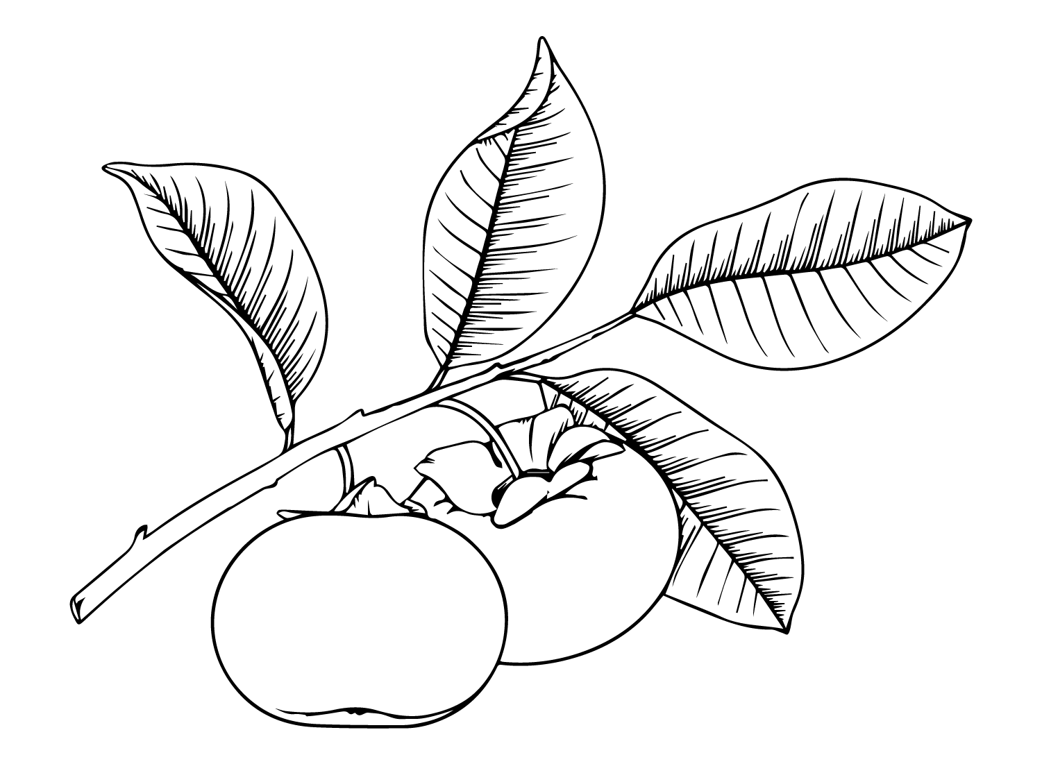 Drawing Persimmon from Persimmon