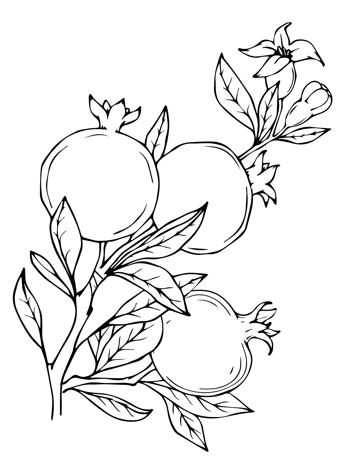 Drawing Pomegranate from Pomegranate