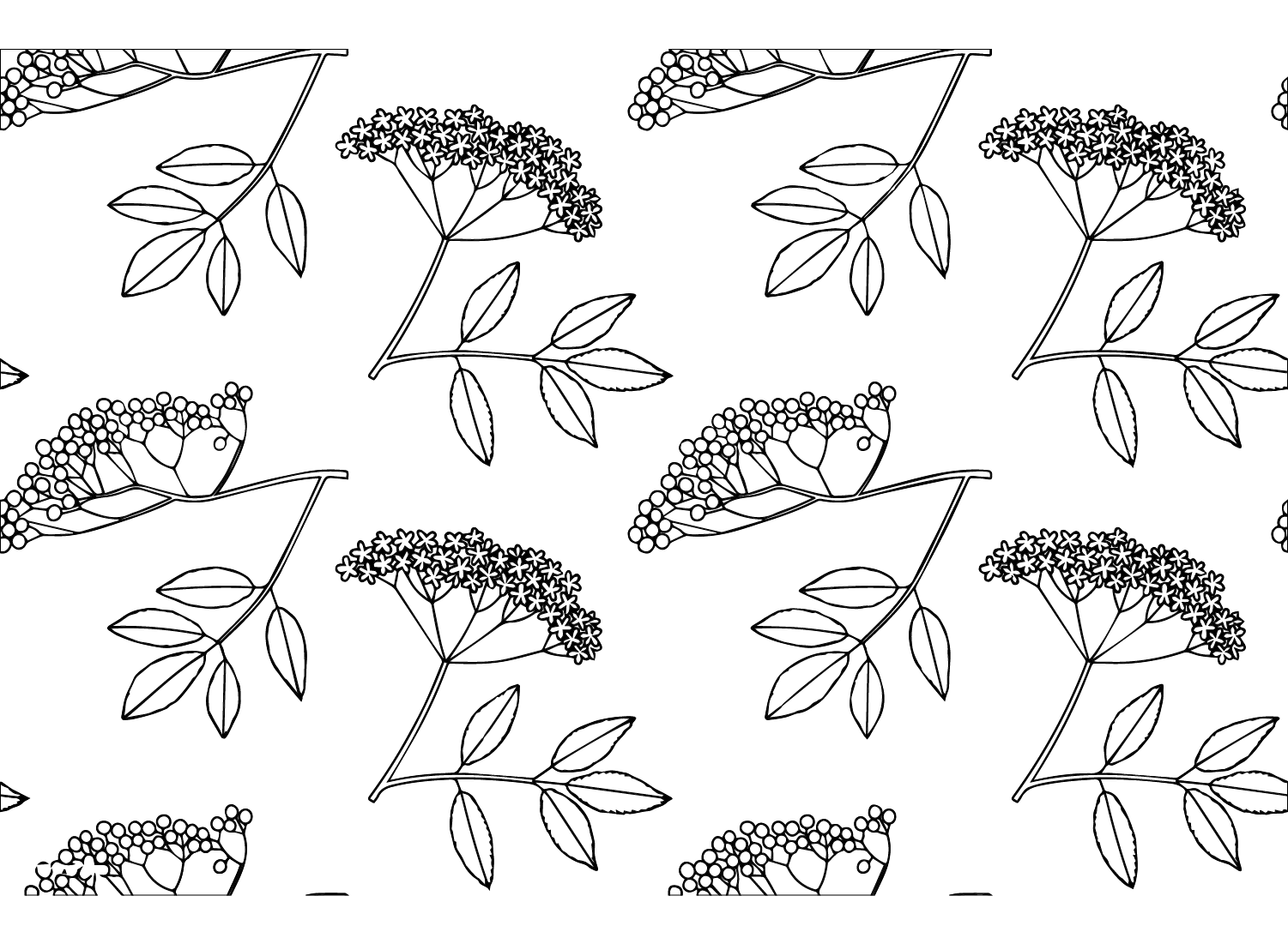 Elderberry Background Coloring Page