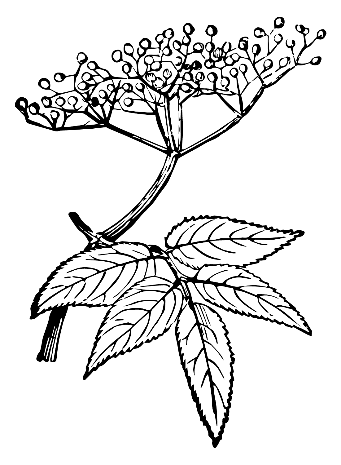 Elderberry Drawing Coloring Page