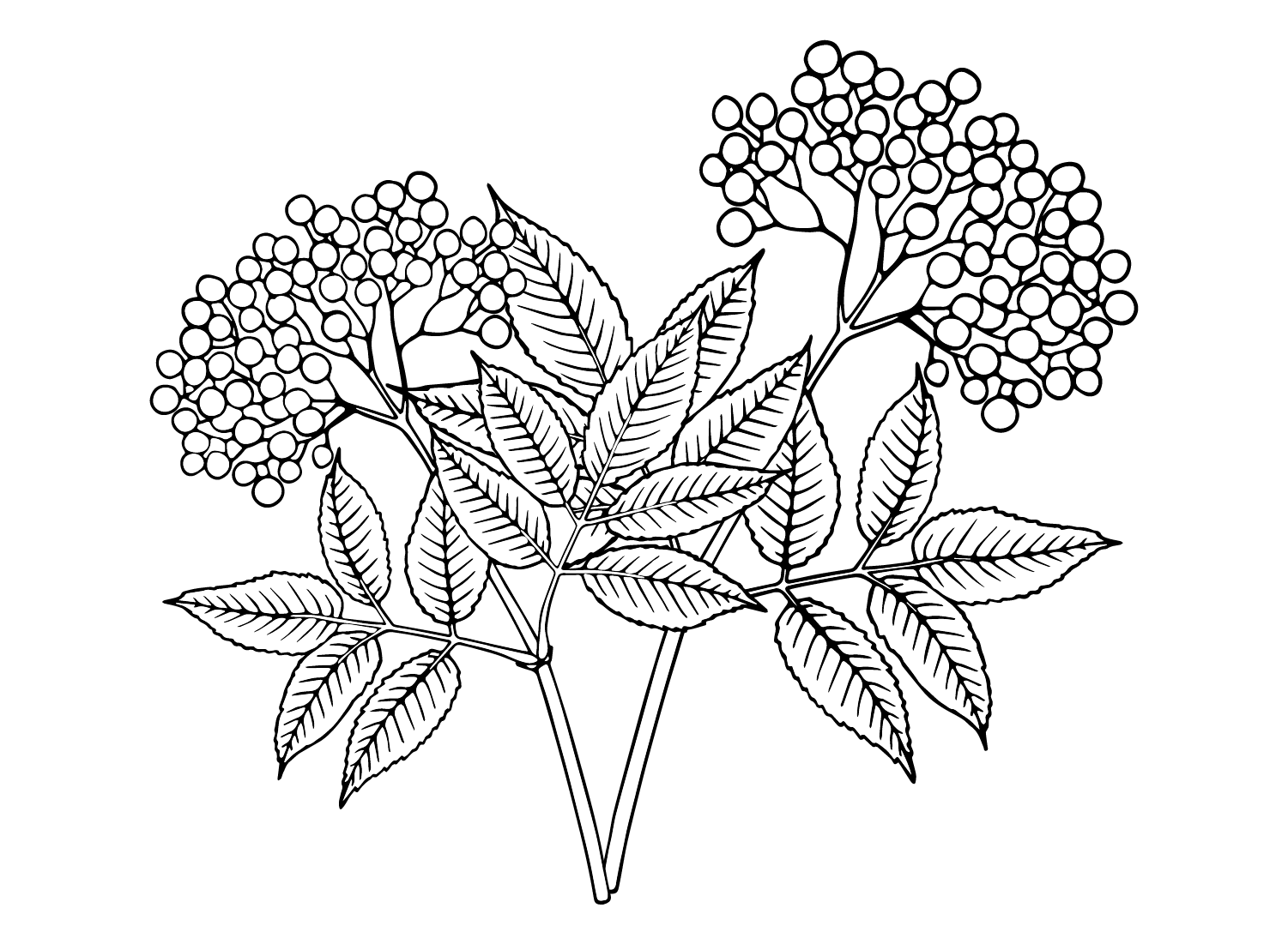 Elderberry Free Coloring Page