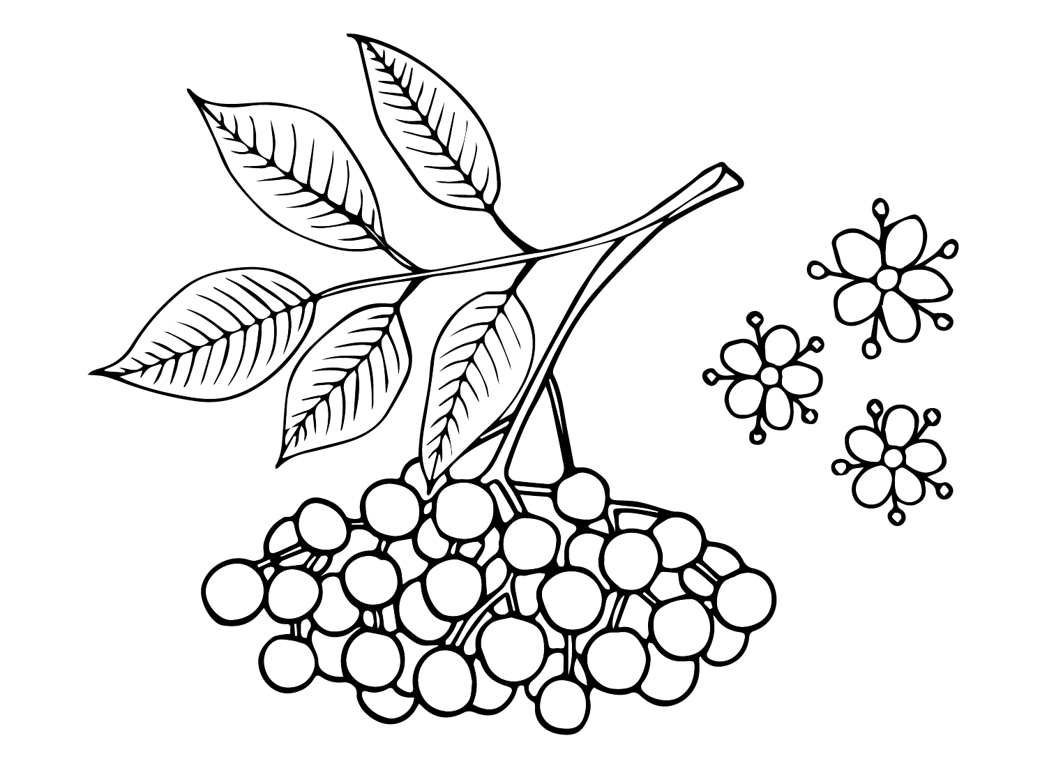 Fruta y flor de saúco de saúco