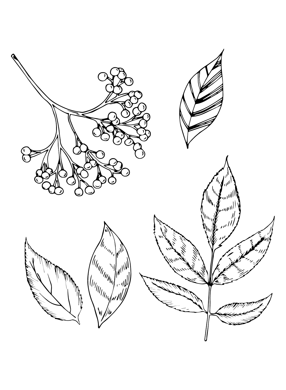 Elderberry Fruit and Leaves Coloring Page