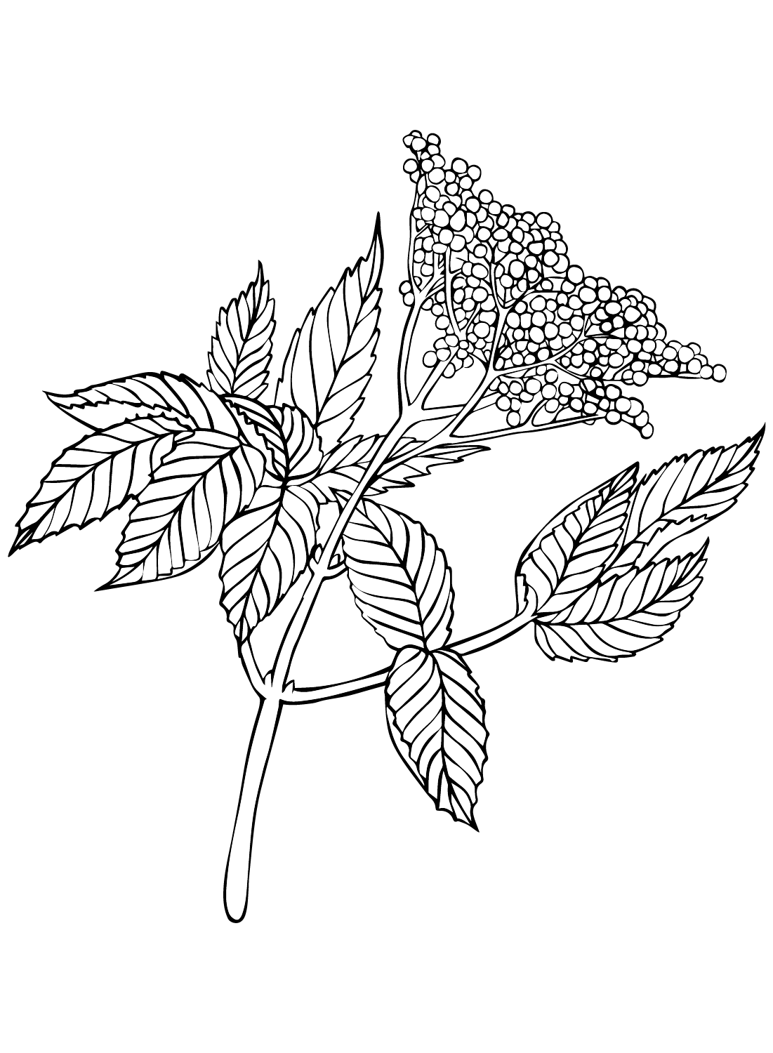 Elderberry Images Coloring Page