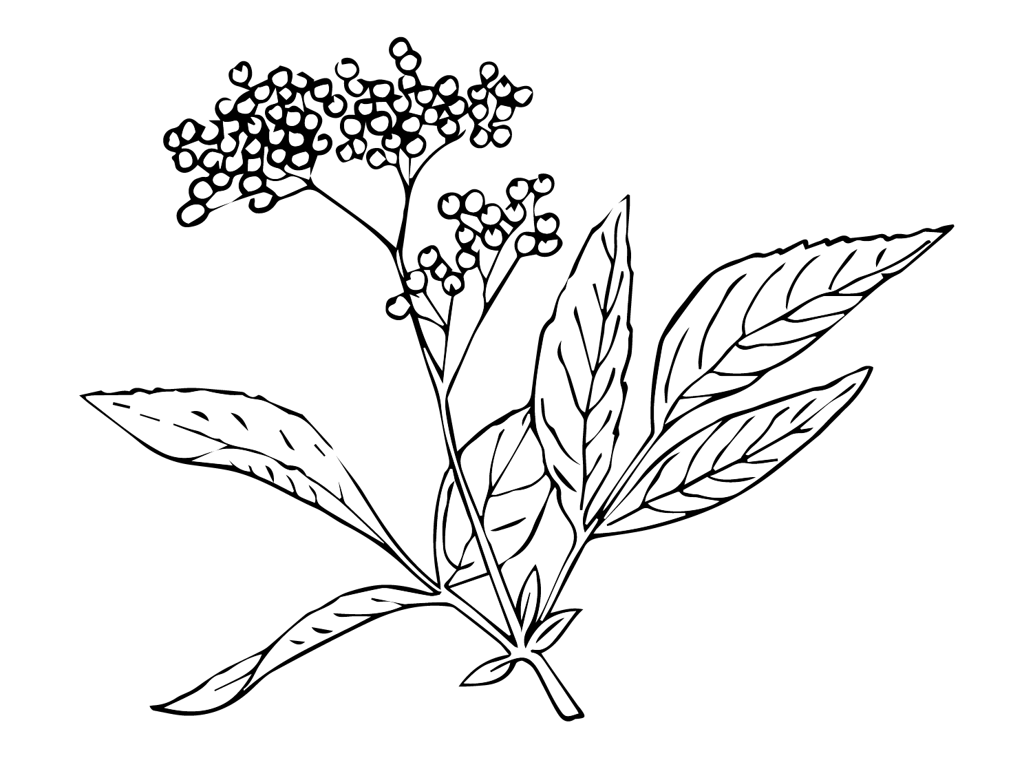 Elderberry Pictures Coloring Page