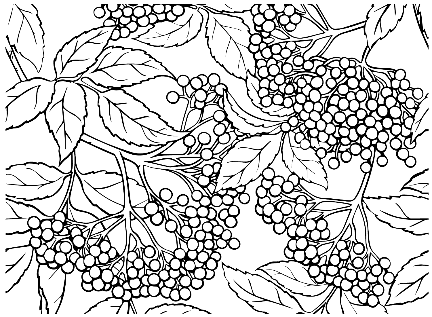 Elderberry Wallpaper Coloring Page