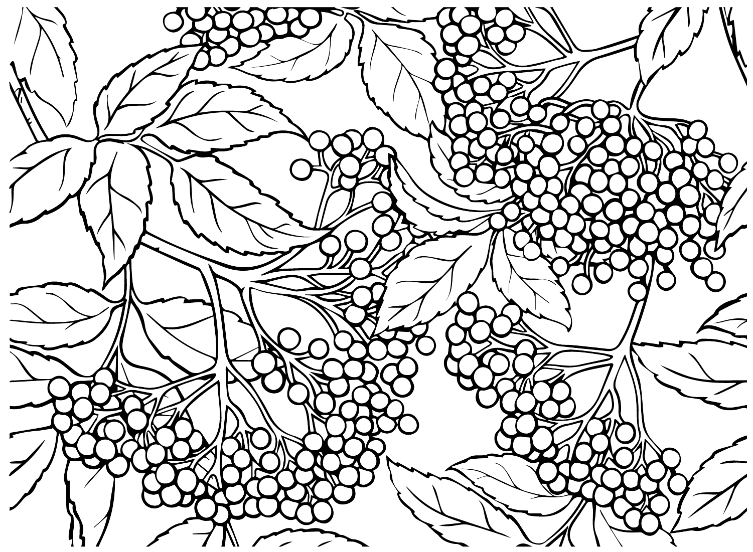 Elderberry Wallpaper Coloring Page Free Printable Coloring Pages