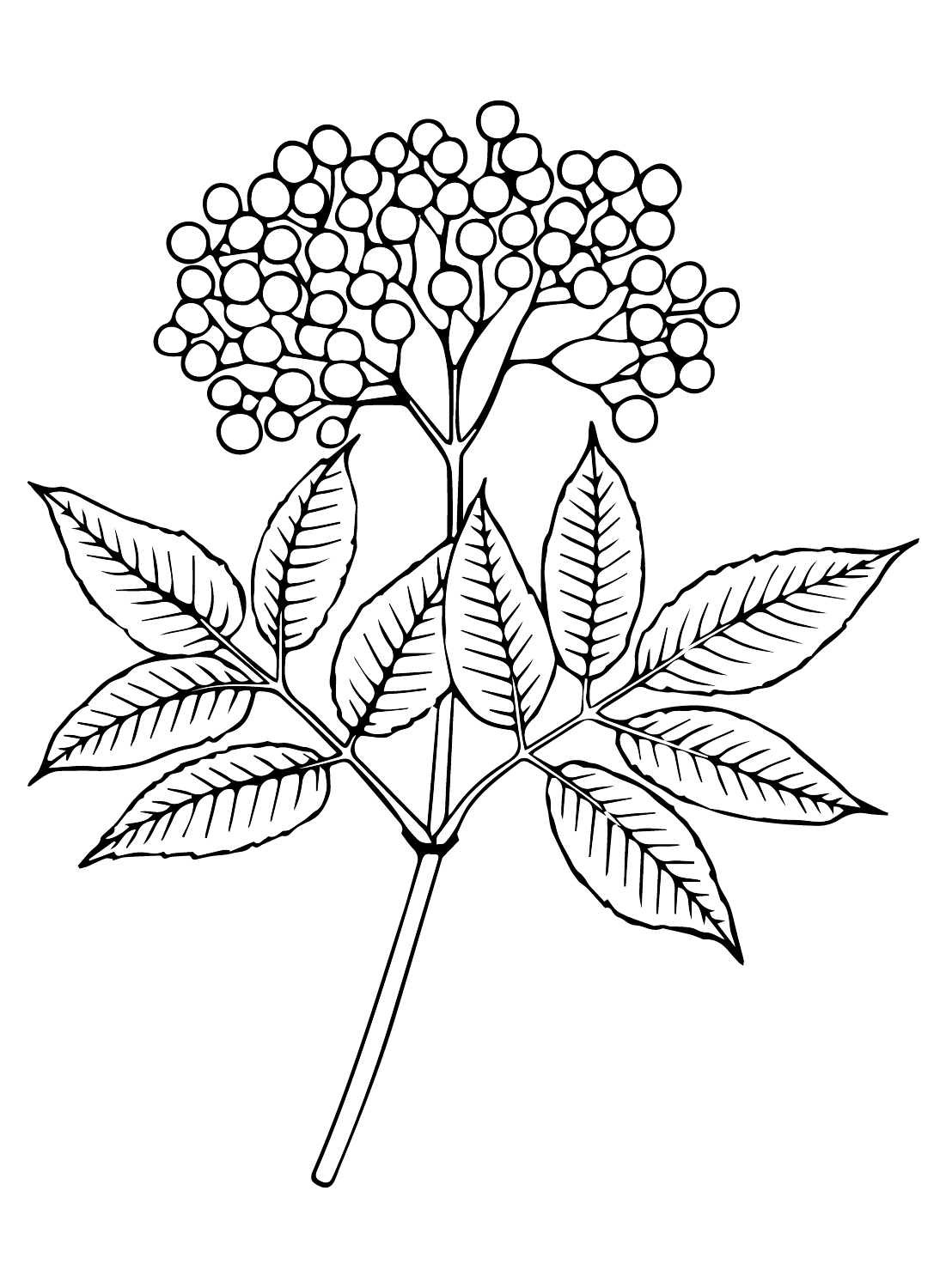Elderberry for Kids Coloring Page