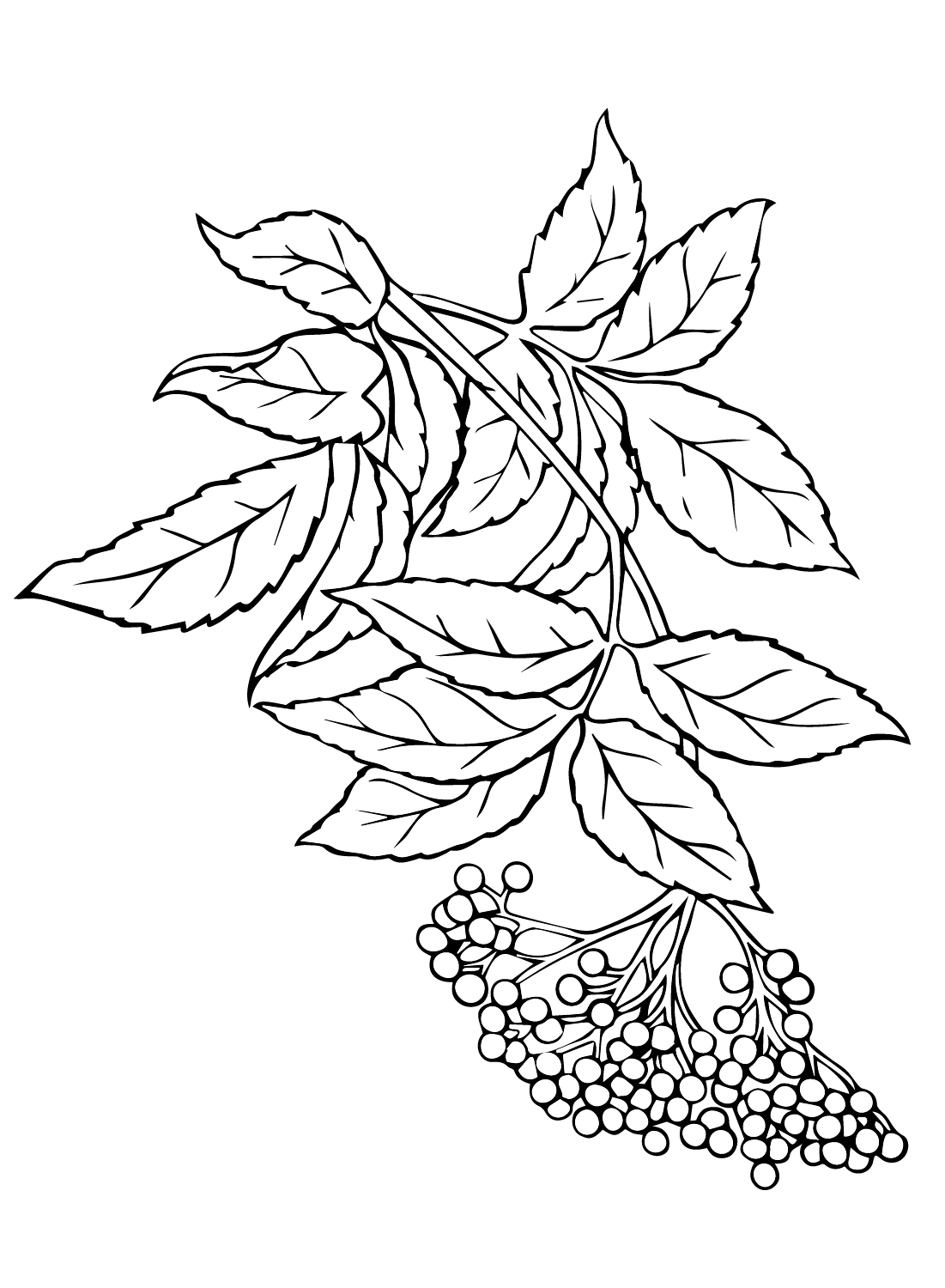 Elderberry to Print Coloring Page