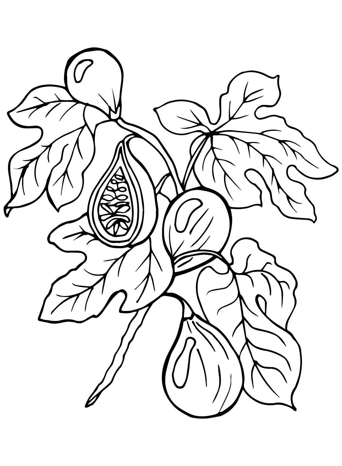 Fig Tree Coloring Page