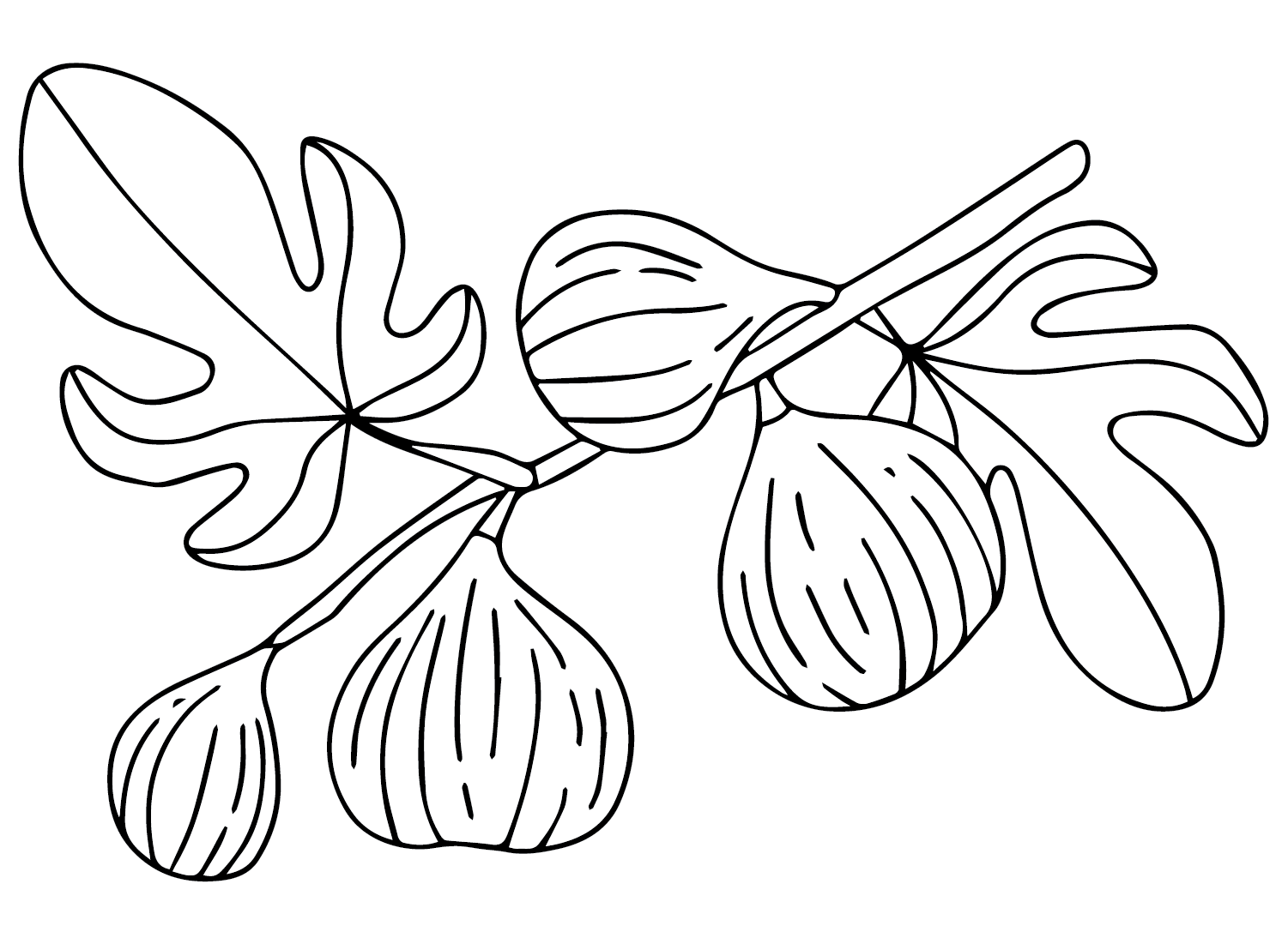 Figs Drawing Coloring Page
