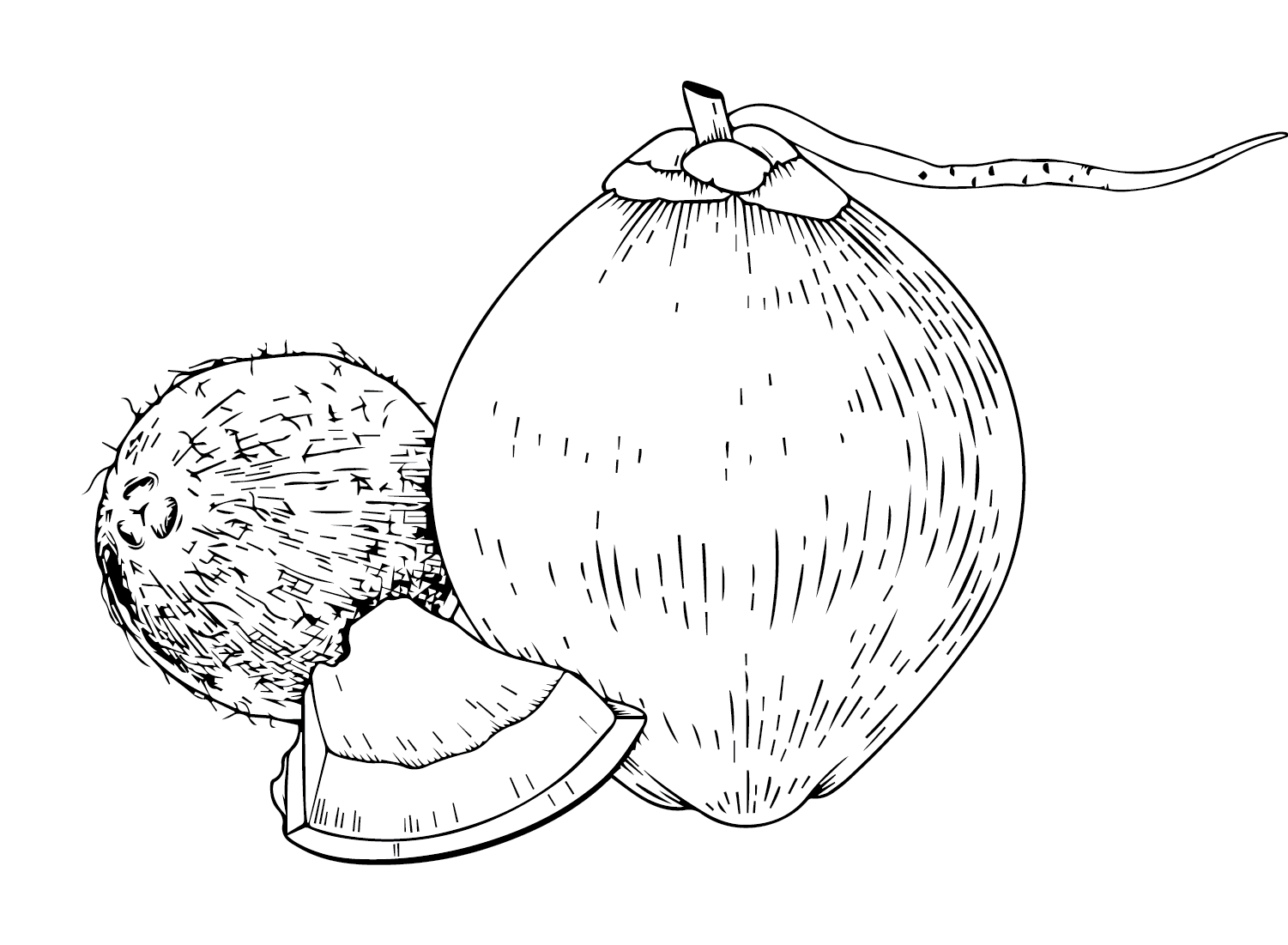 Free Coconut Coloring Page
