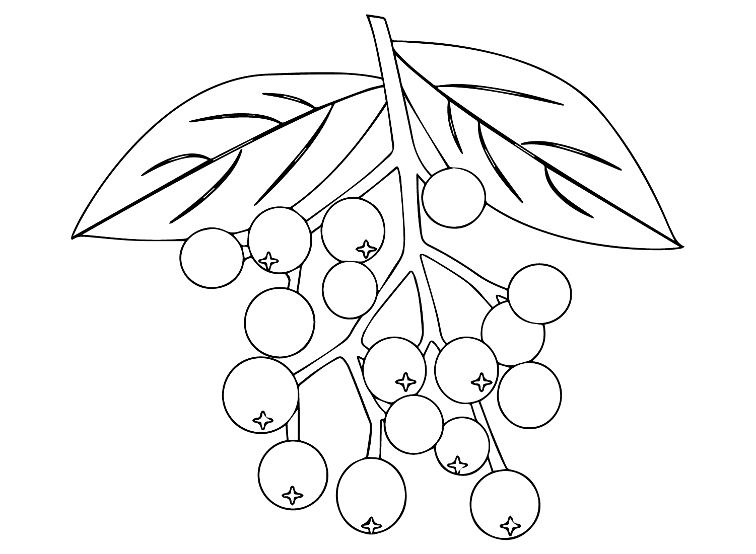Free Elderberry Coloring Page