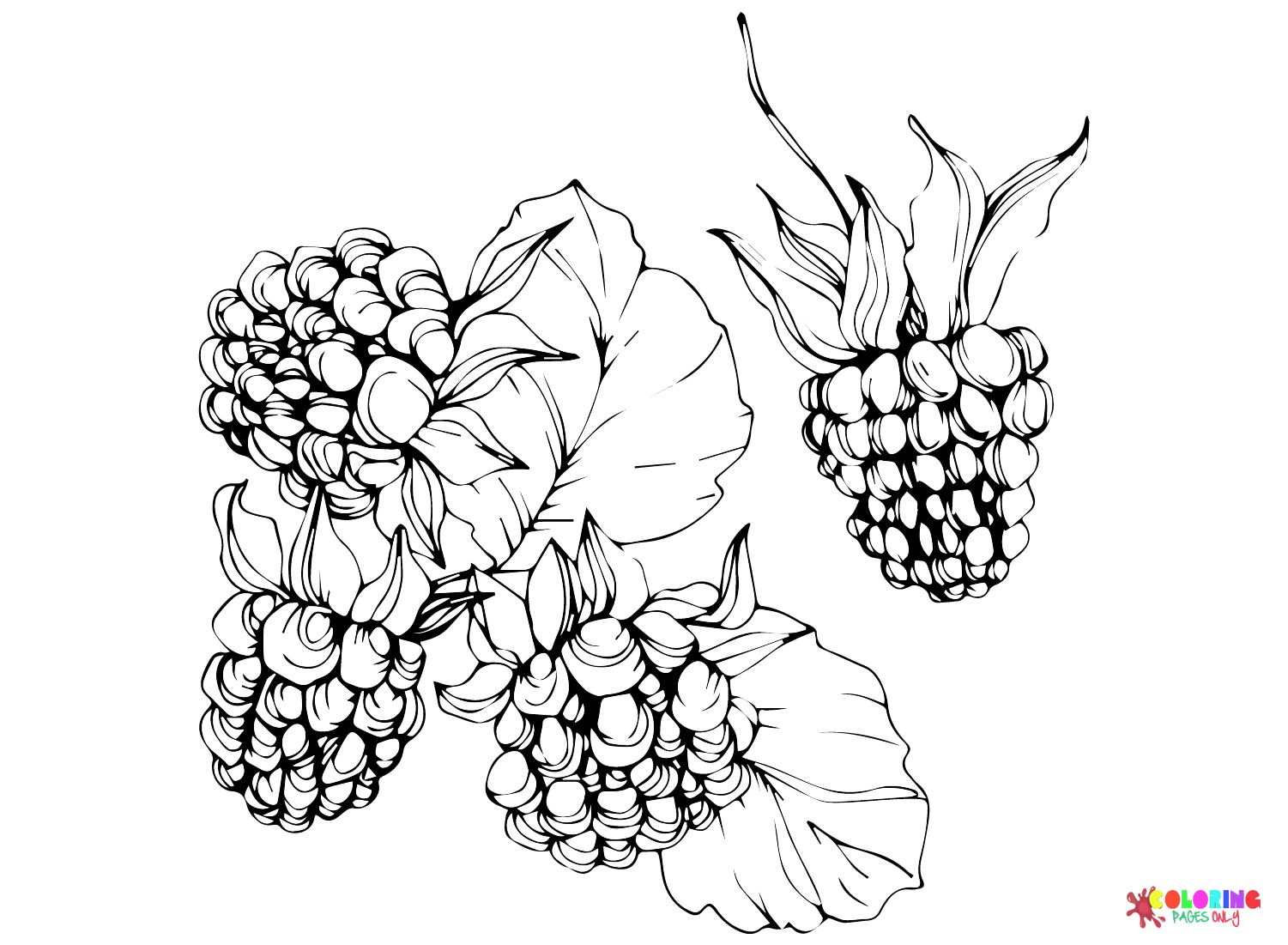 Free Printable Blackberry Coloring Page