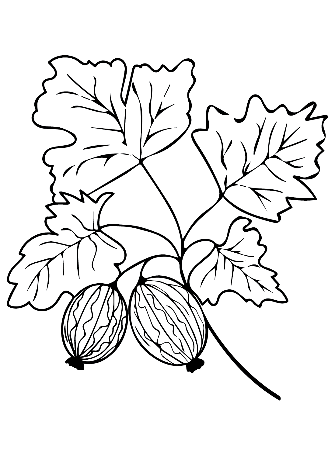Free Printable Gooseberry Coloring Page