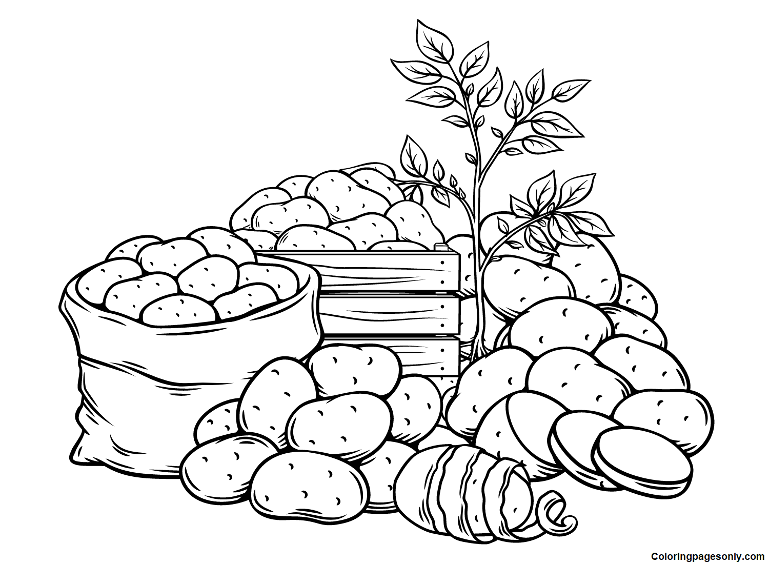 Récolte de pommes de terre fraîches à partir de pommes de terre