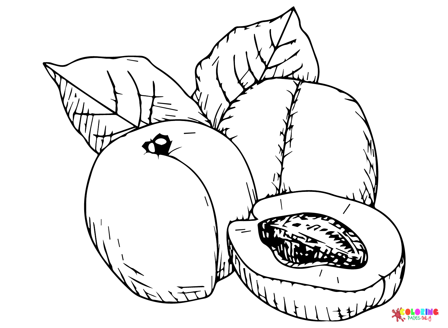 Fruit Apricot Free Coloring Page