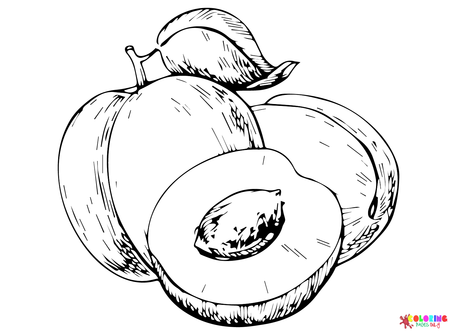 Fruit Apricot Pictures Coloring Page