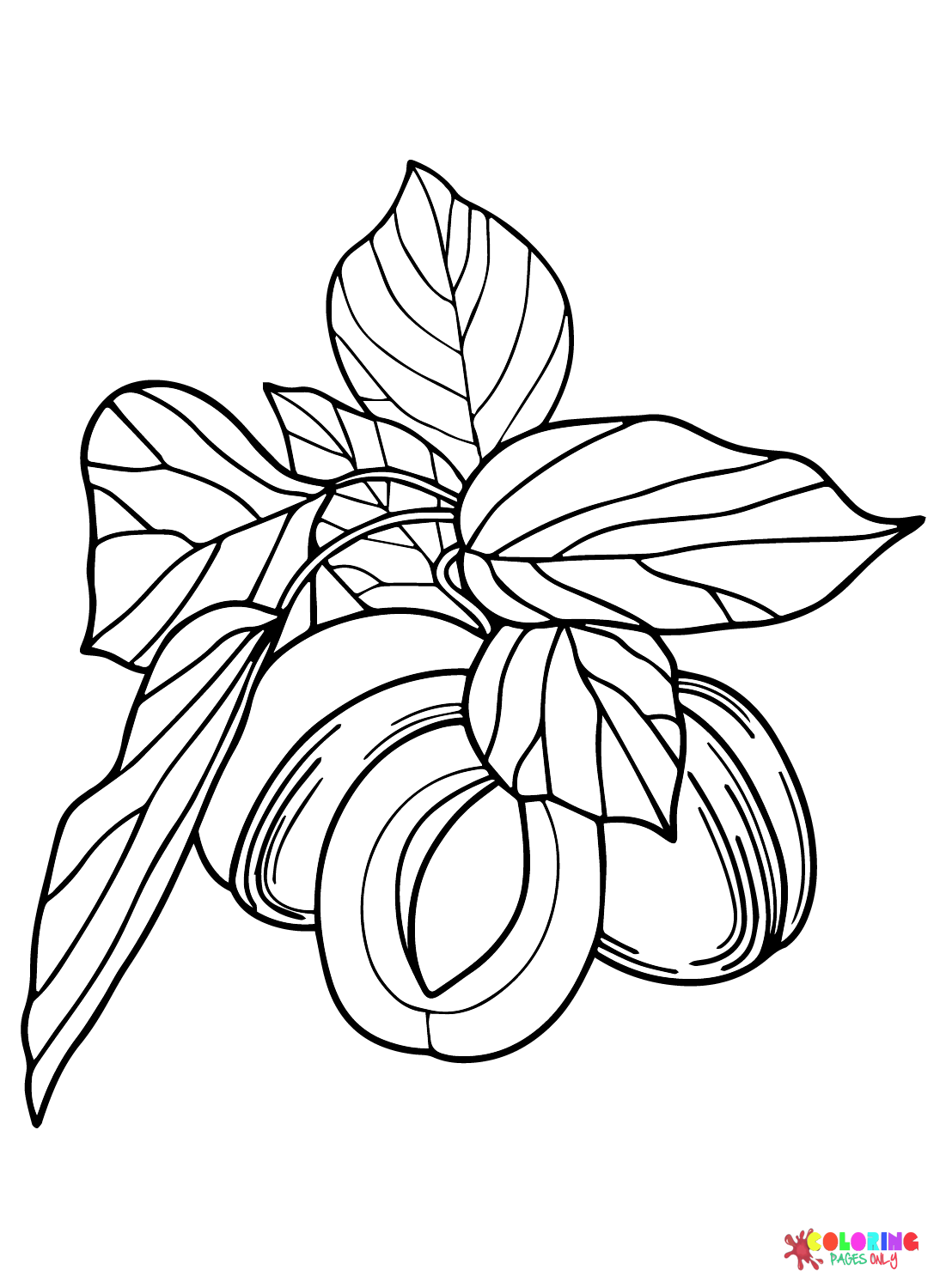 Fruit Apricot for Kids Coloring Page