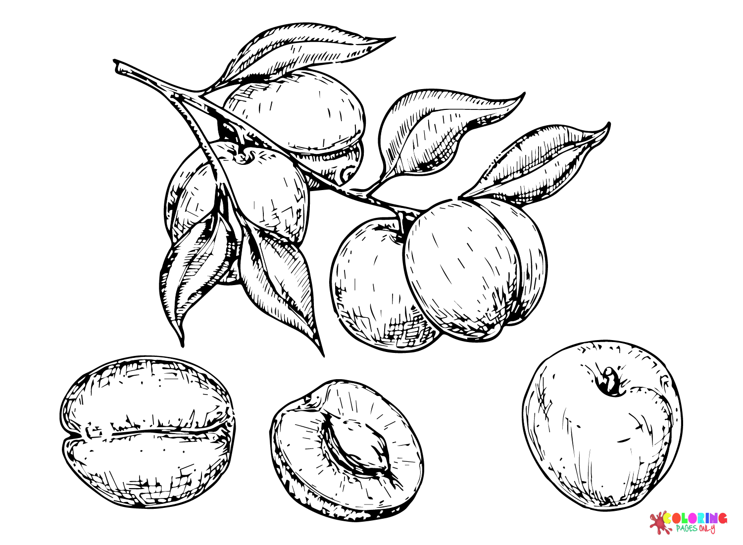 Fruit Apricot Coloring Page