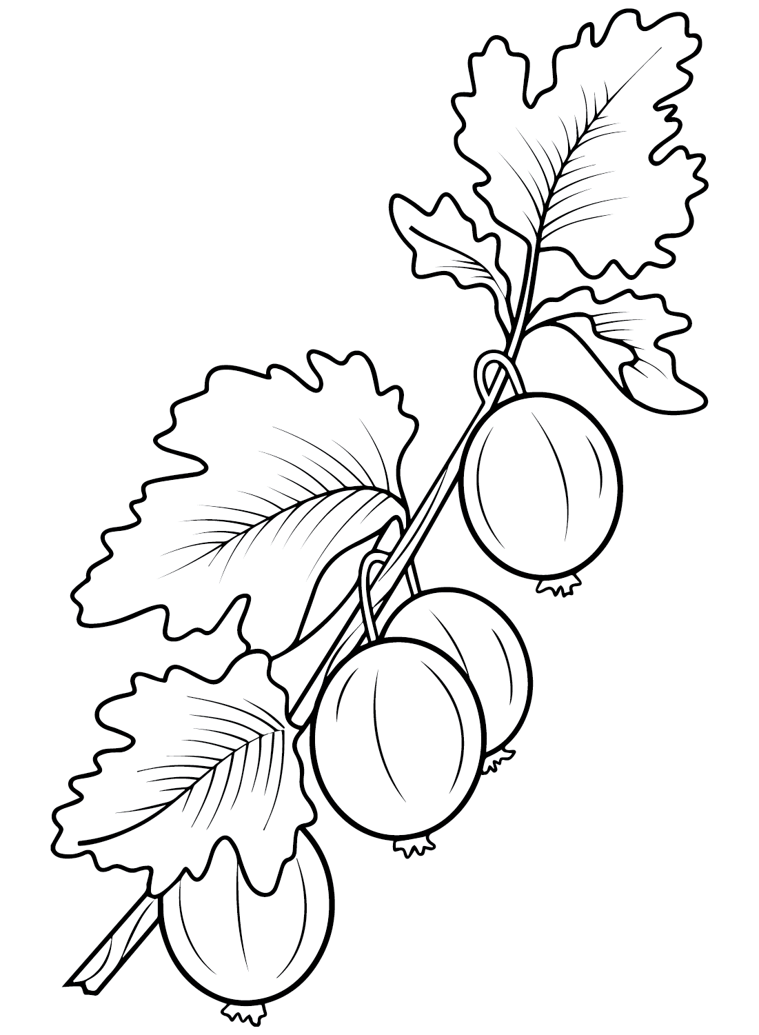 Gooseberry Branch Coloring Page