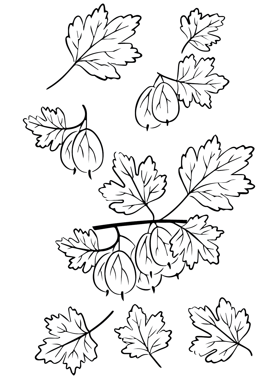 Gooseberry Free Coloring Page