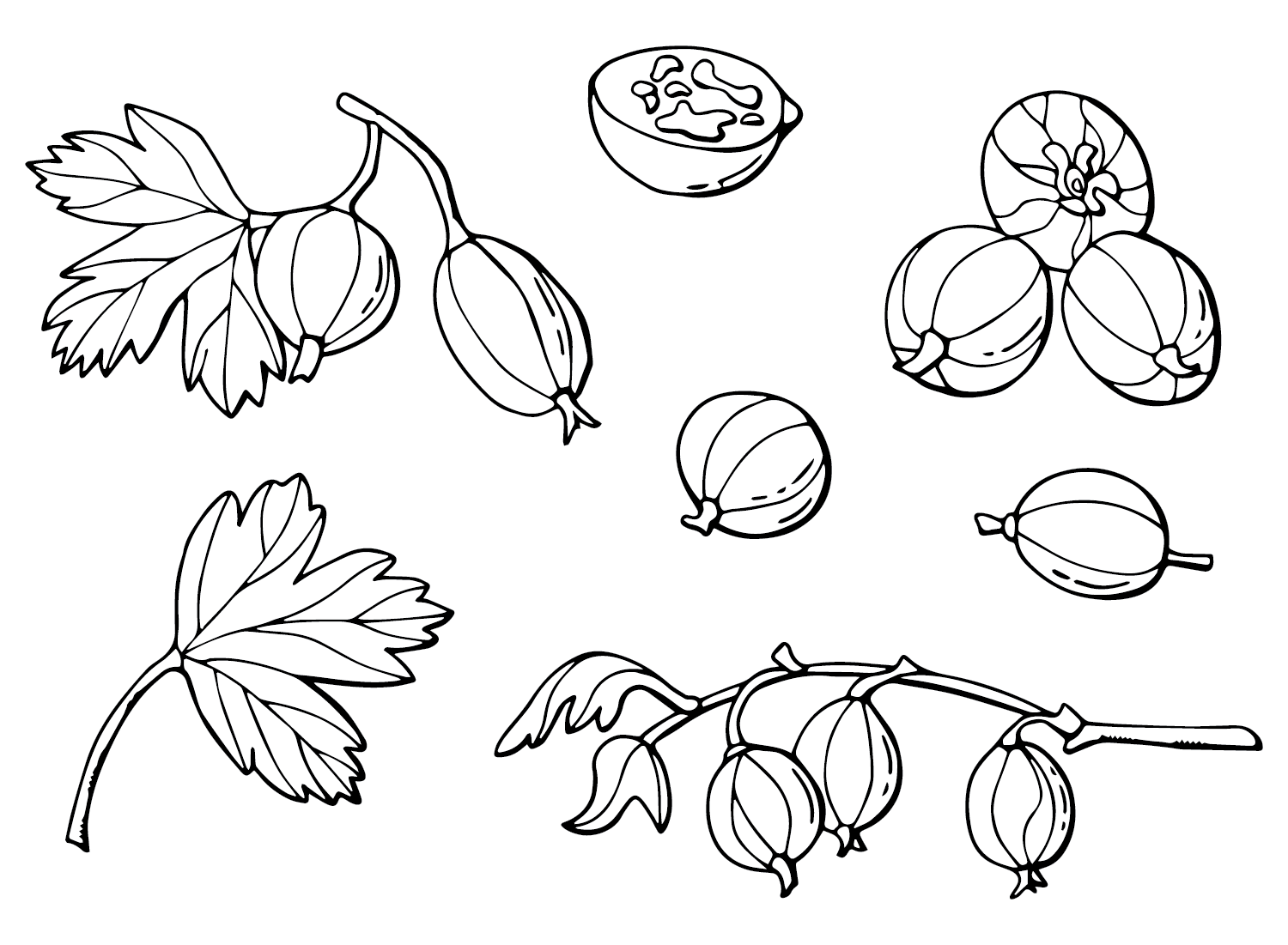 Gooseberry Images Coloring Page
