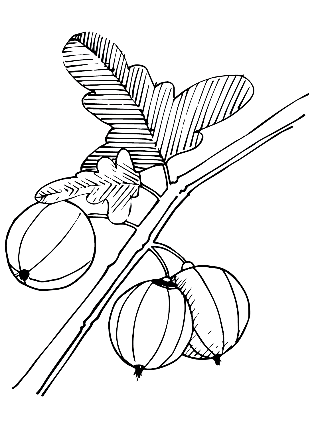Imágenes de grosella espinosa de grosella espinosa