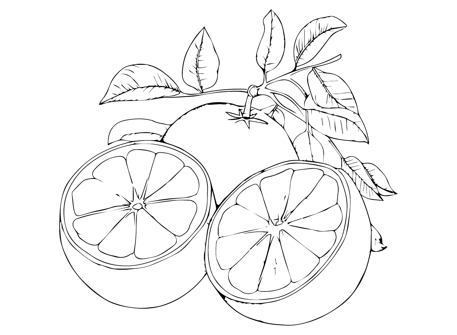 Grapefruit Halves Coloring Page