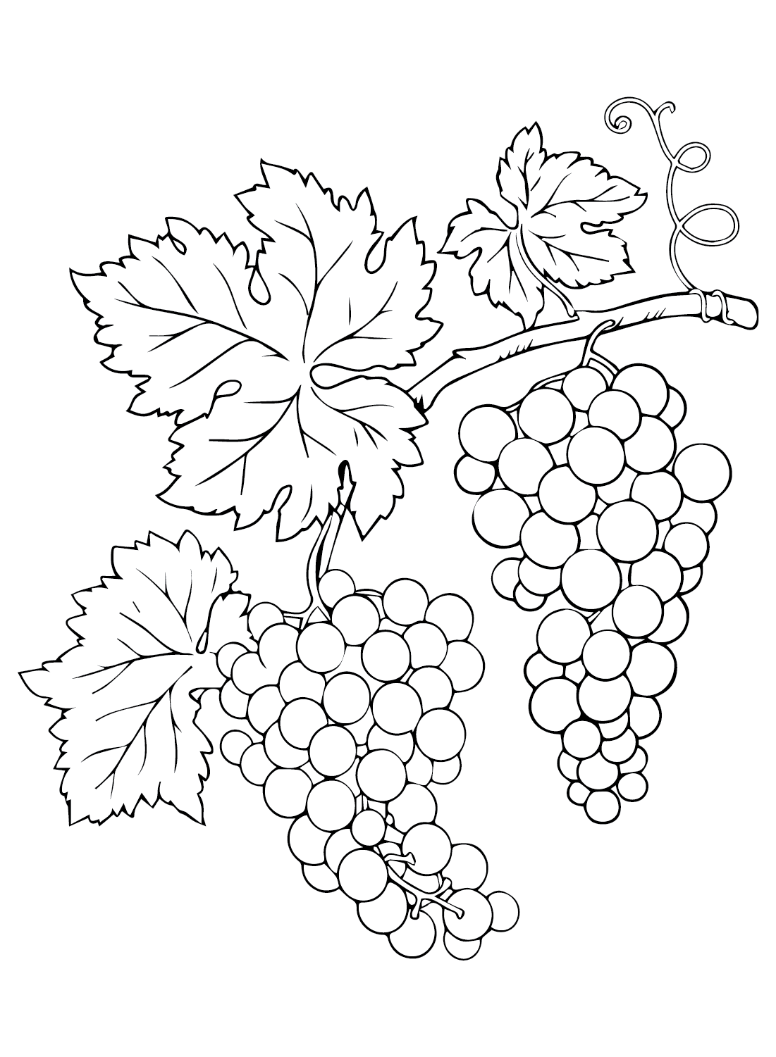 Grapes Branch Coloring Page