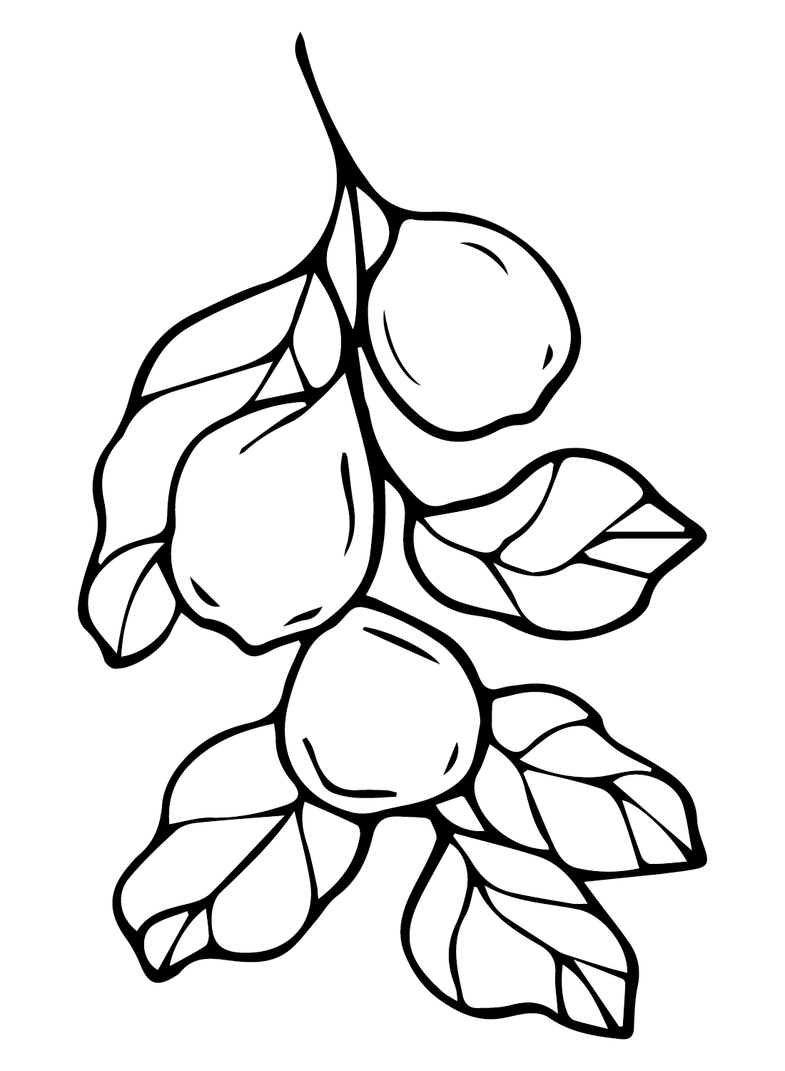 Guava Branch Coloring Page