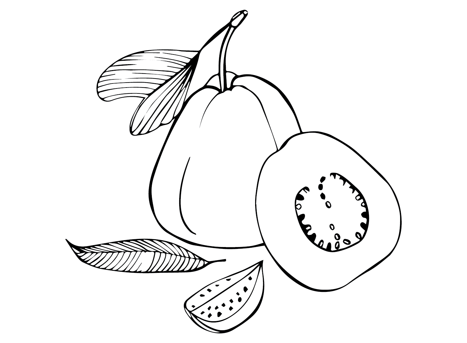Guava Fruit Coloring Page