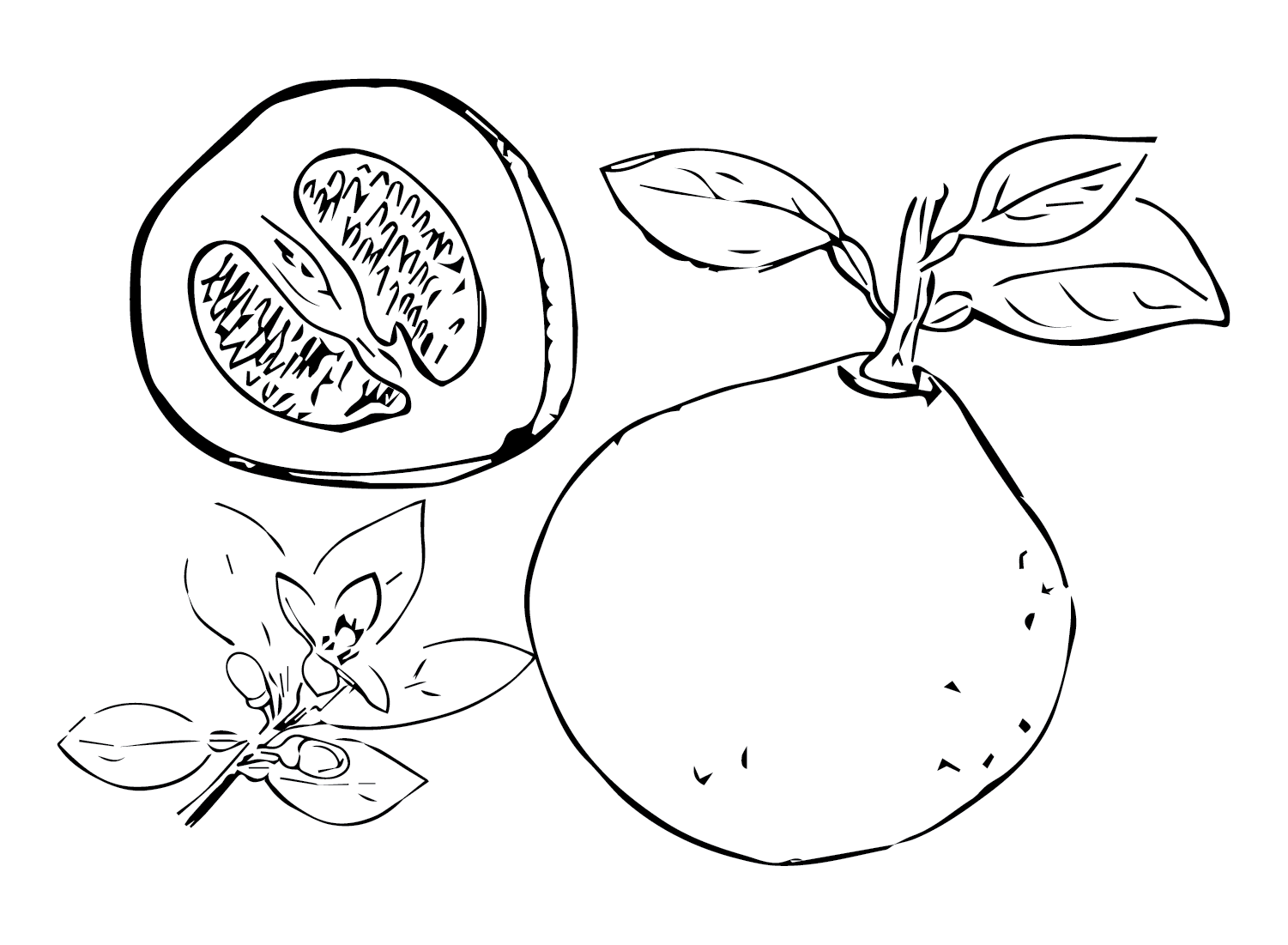 Hand Drawn Pomelo Coloring Page