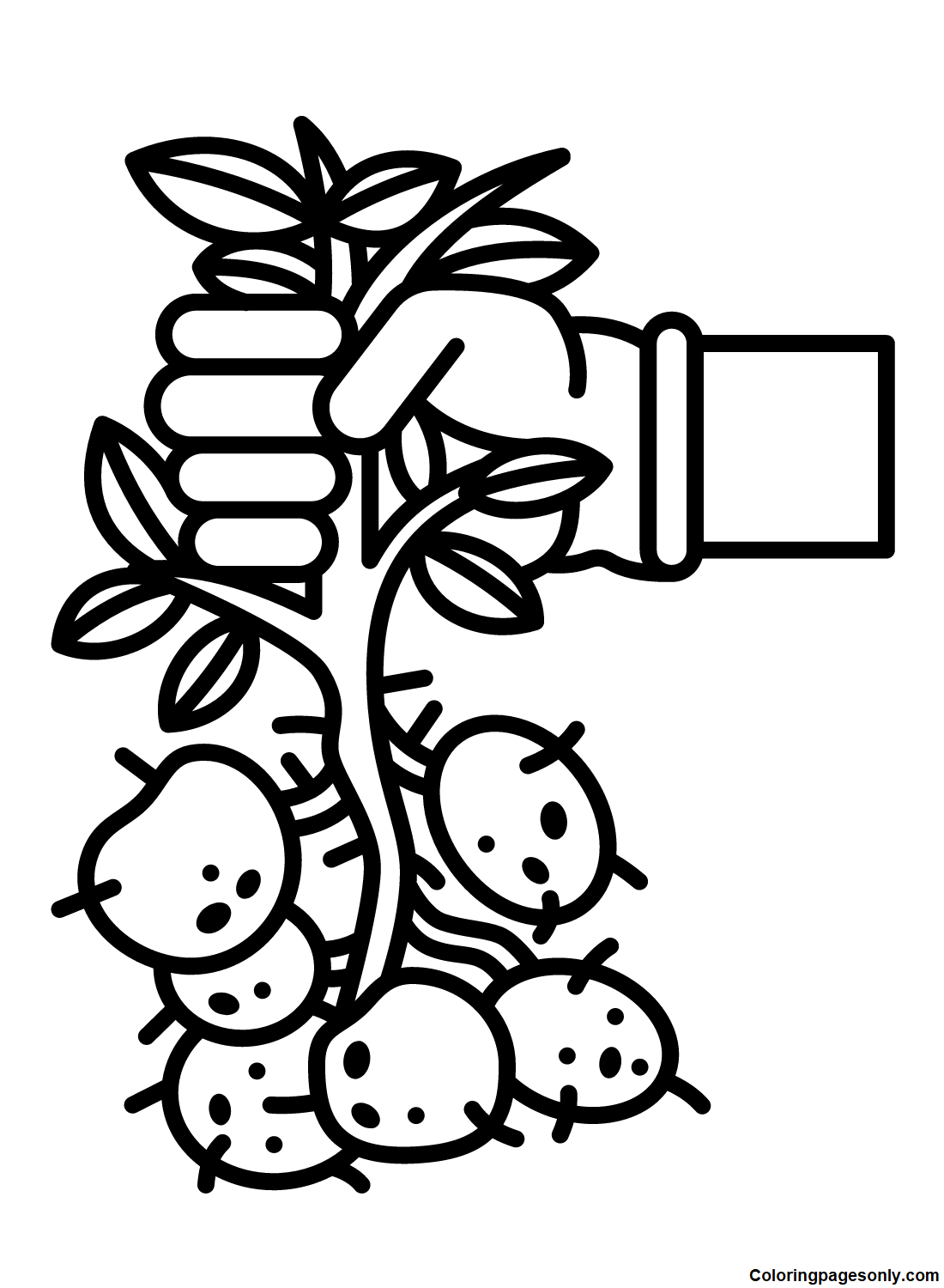 Harvest Garden Potatoes Coloring Page
