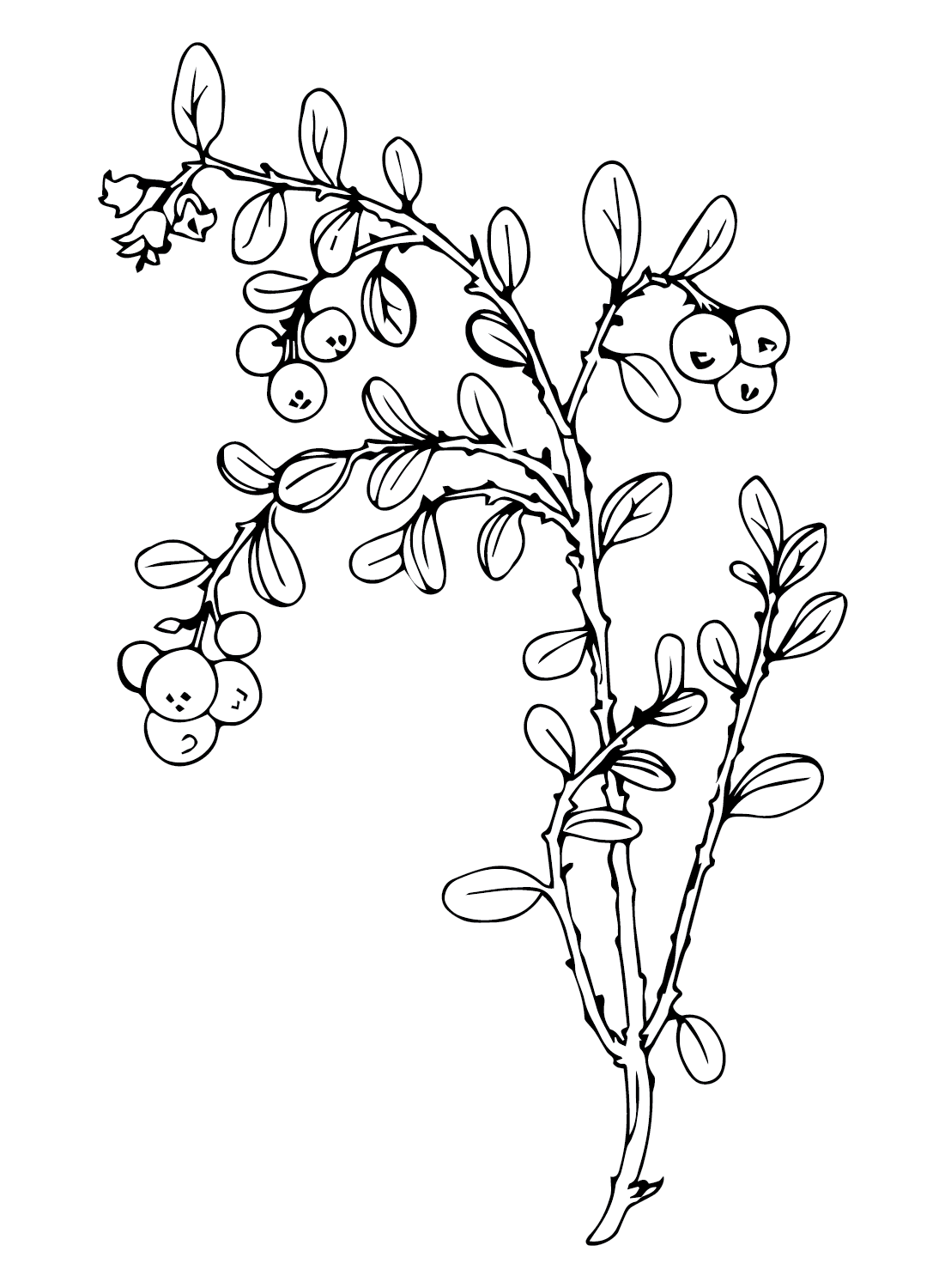 Huckleberry Branch Coloring Page