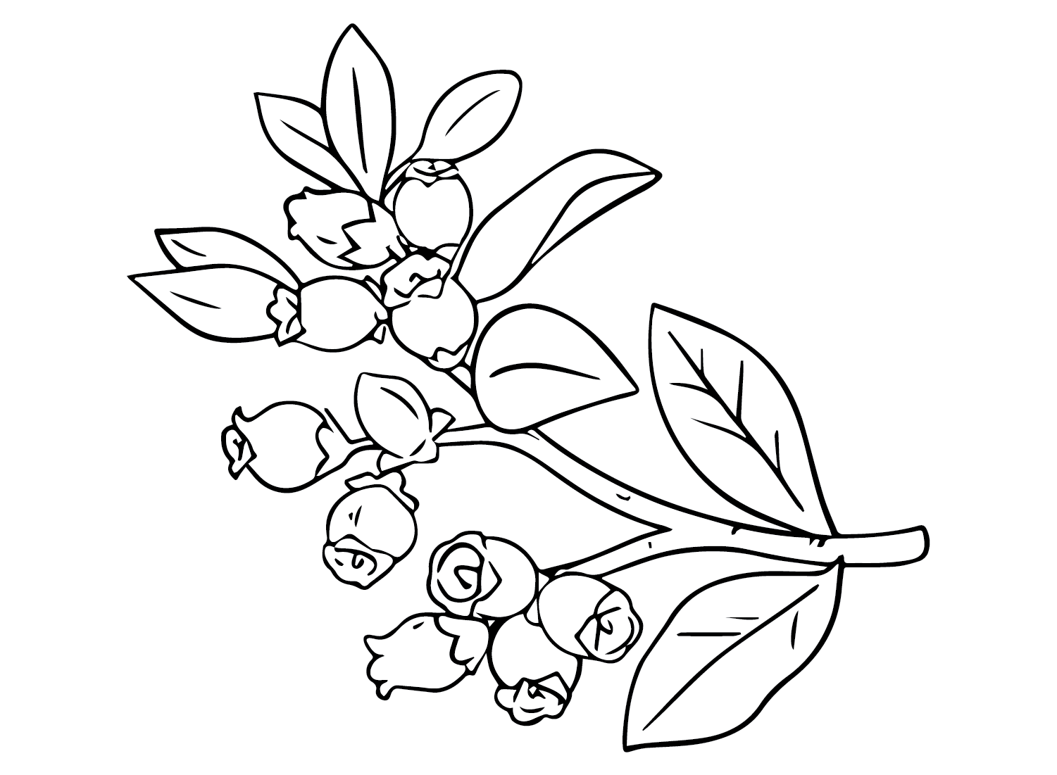 Huckleberry Pictures Coloring Page