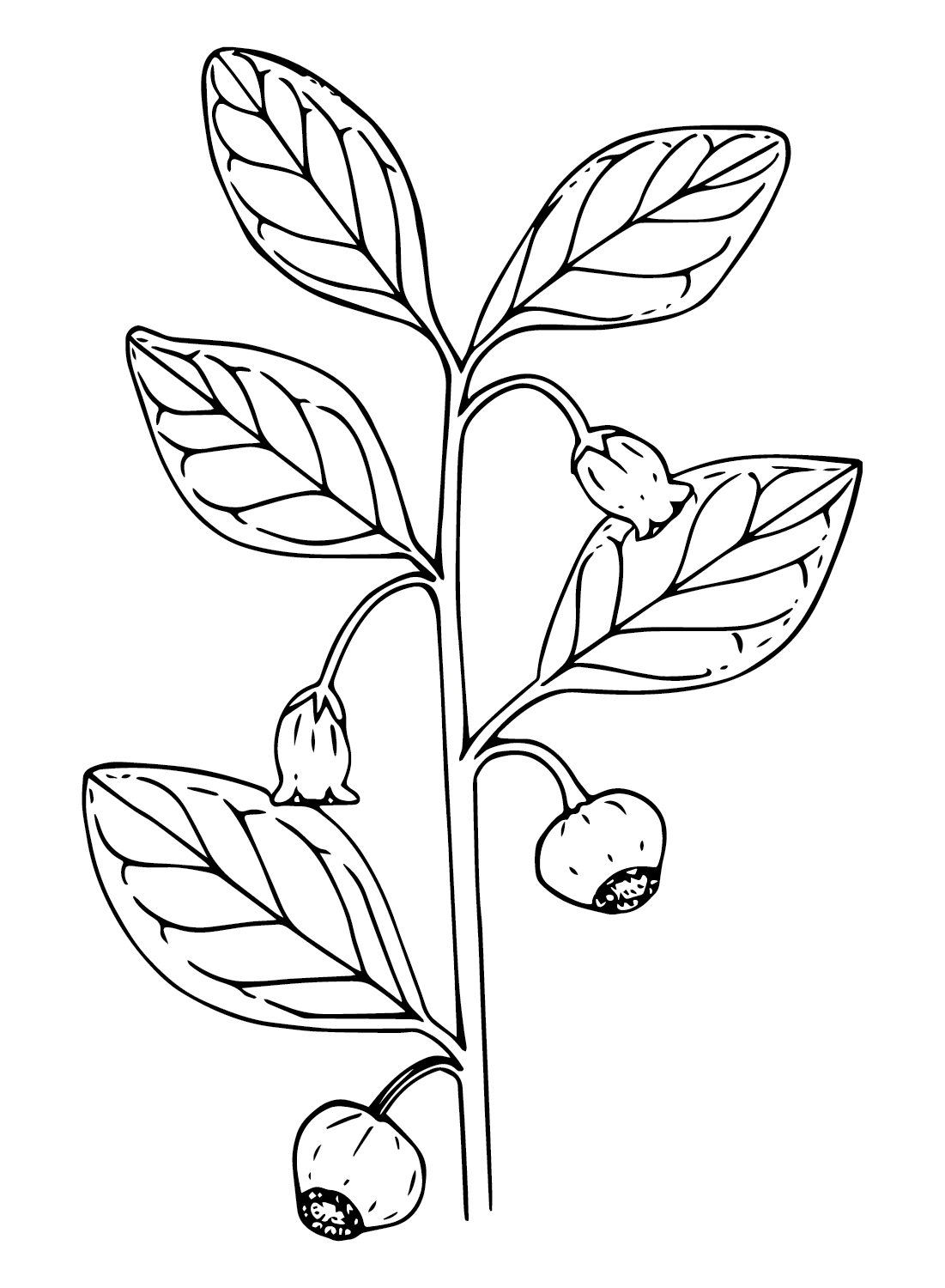Huckleberry Tree Coloring Page