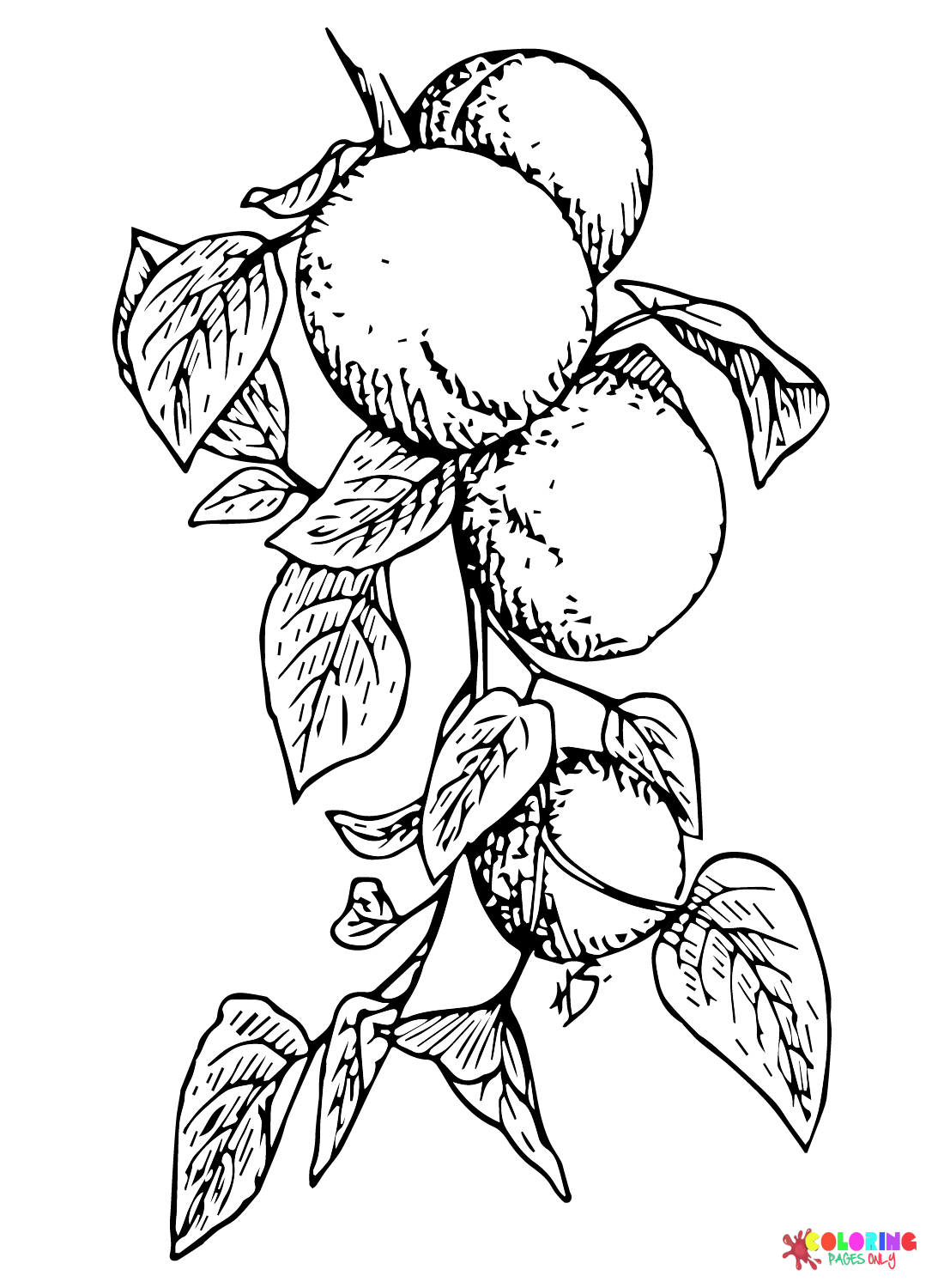 Immagini Albicocca Frutto di albicocca