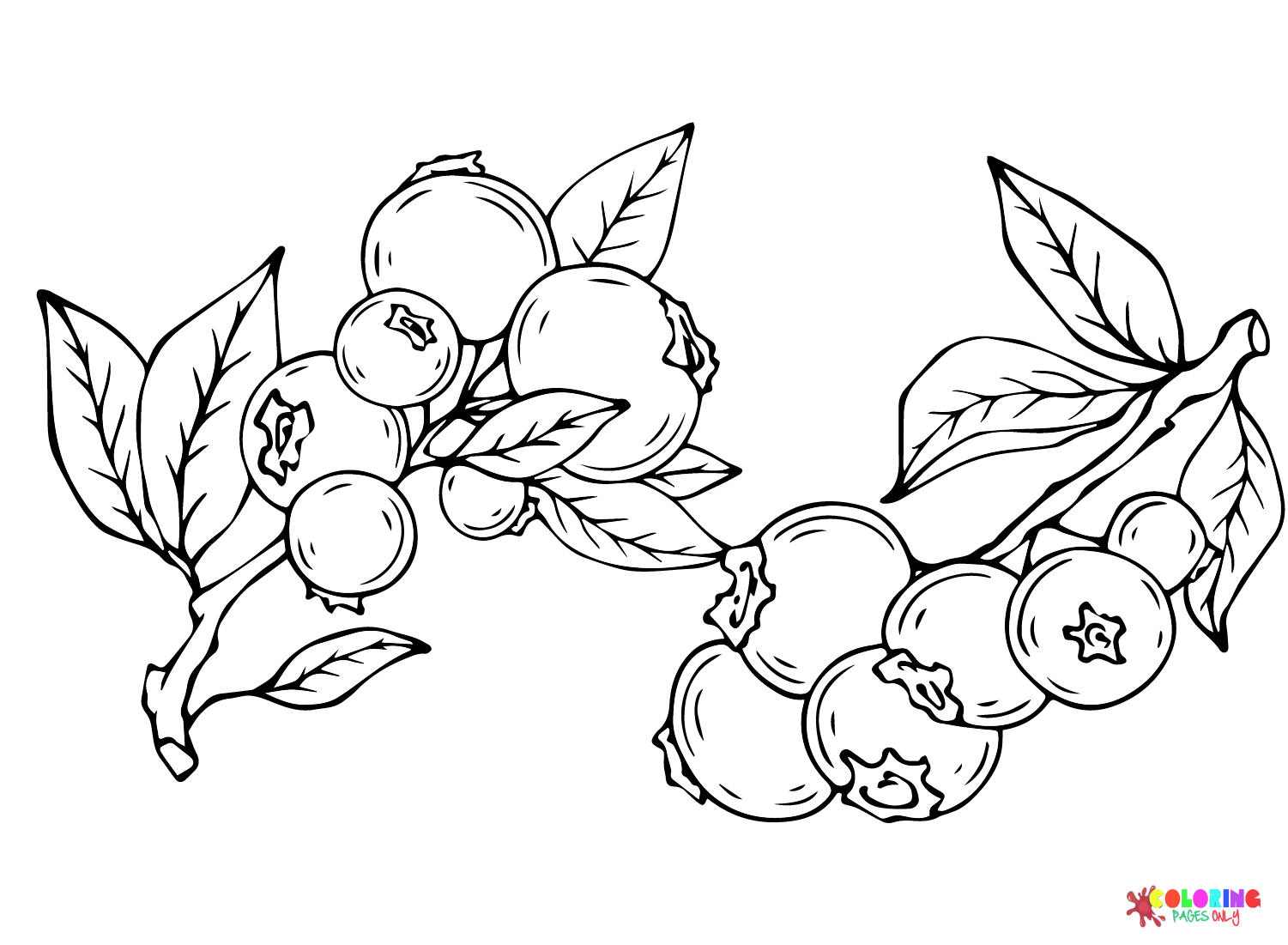 Images Blueberry Coloring Page