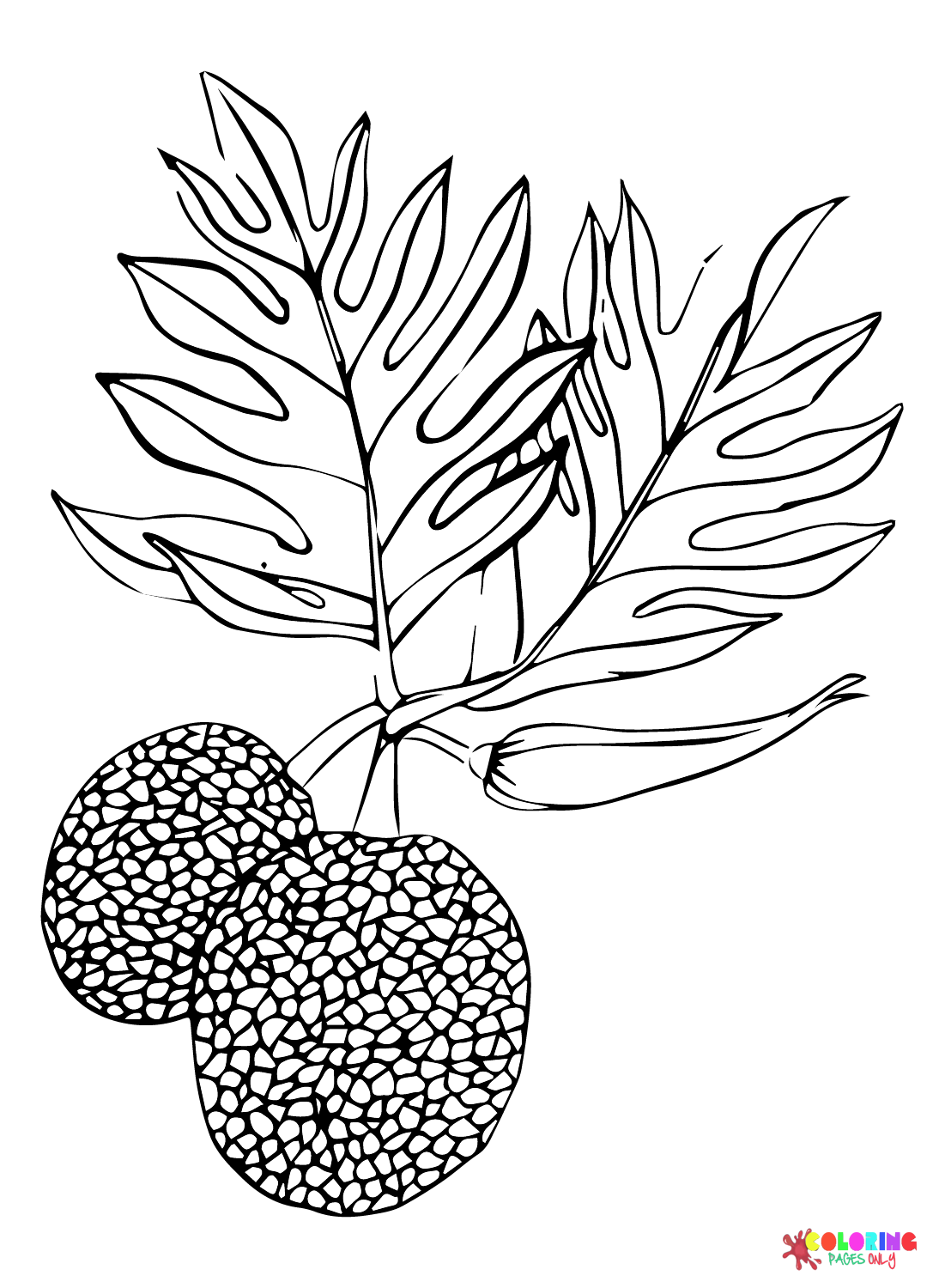 Images Breadfruit Coloring Page