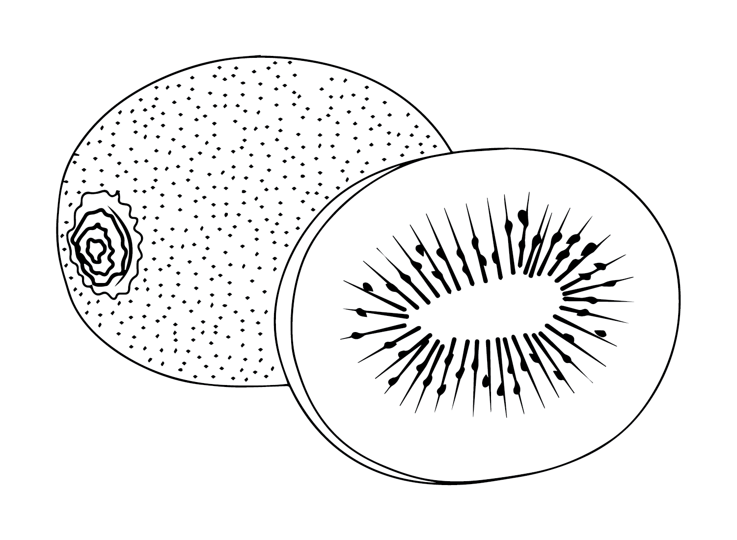 Colore del kiwi da Kiwi Fruit