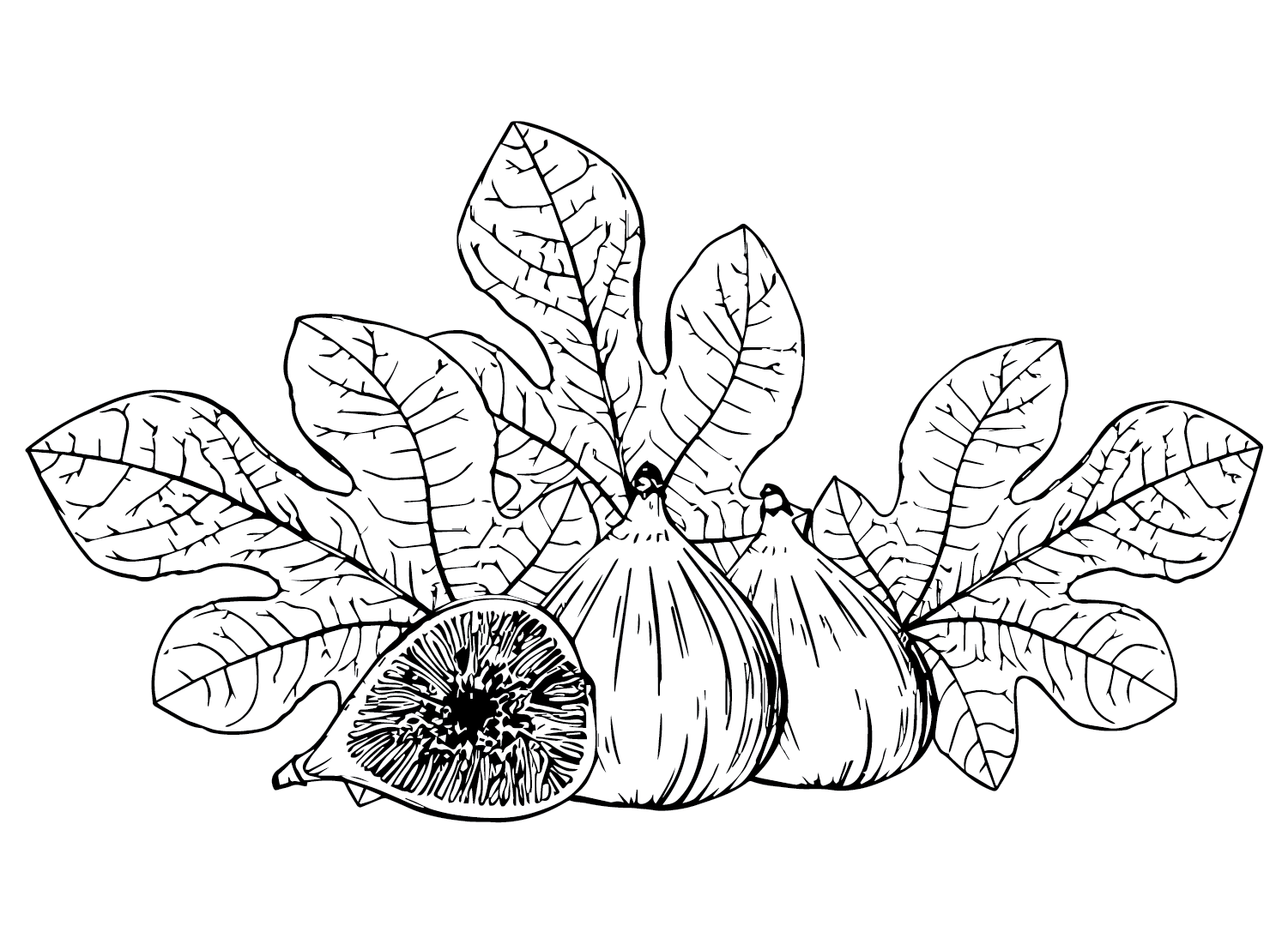Leaves and Figs Coloring Page