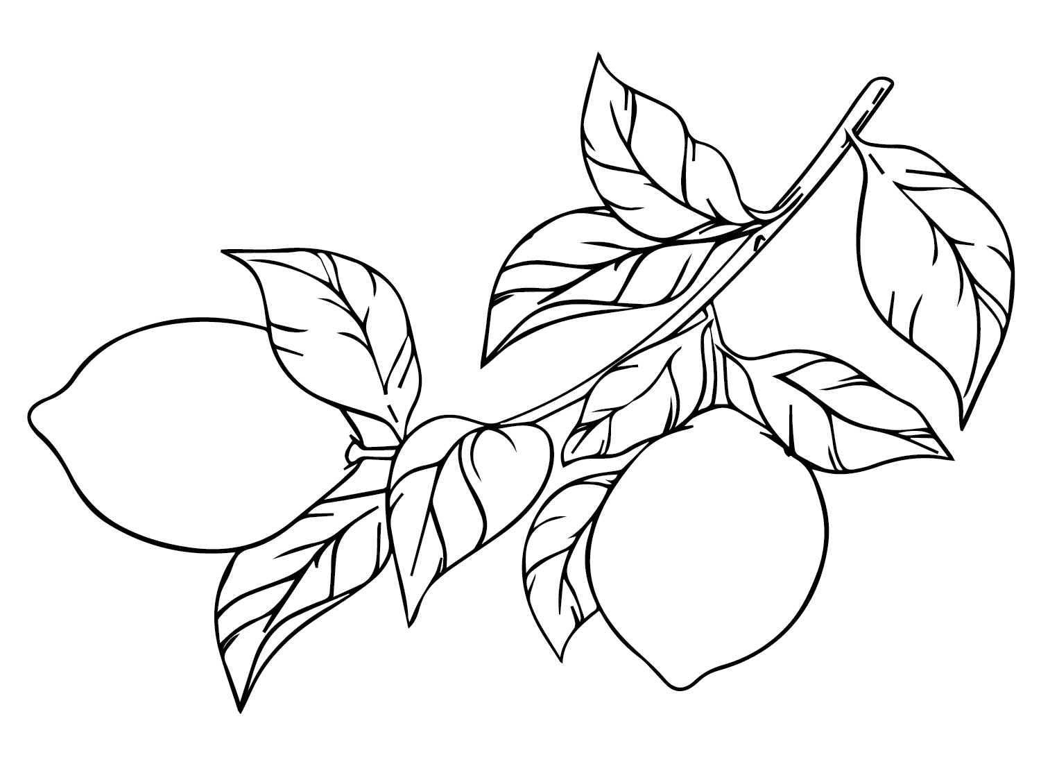 Lemons Branch Coloring Page
