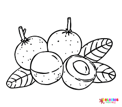 Longan Coloring Pages